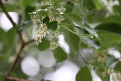 Lagerstroemia parviflora